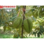 Sầu Riêng Khổ Qua Xanh