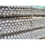 Nguyên Phụ Liệu Ngành Nấm