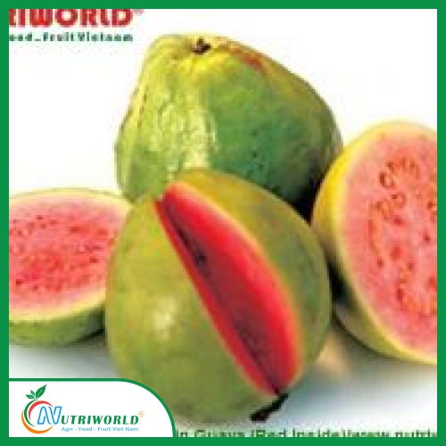 Ổi Da Xanh Ruột Đỏ