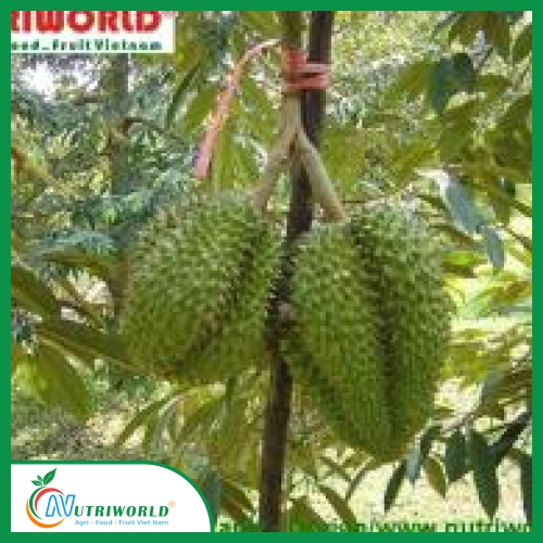 Sầu Riêng Khổ Qua Xanh